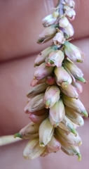 Tamarix tetragyna