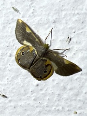 Opisthoxia