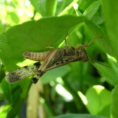 Chortoicetes terminifera
