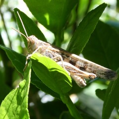 Chortoicetes terminifera
