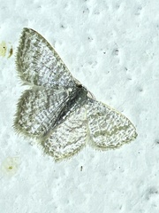 Chloropteryx opalaria