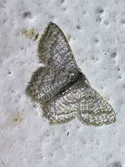 Chloropteryx opalaria