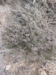 Helichrysum stoechas