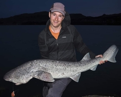 Notorynchus cepedianus