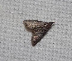 Rhynchopaschia melanolopha