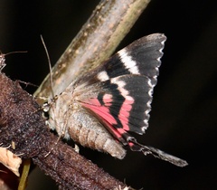 Catocala sponsa