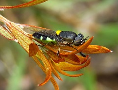Odontomyia hunteri