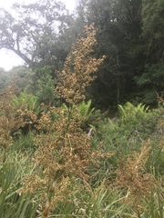 Cladium mariscus jamaicense