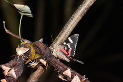 Catocala sponsa
