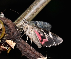 Catocala sponsa
