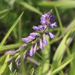 Polygala comosa