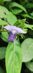 Barleria