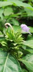 Barleria