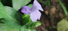 Barleria