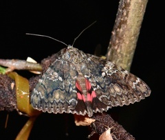 Catocala sponsa