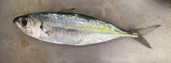Selar crumenophthalmus