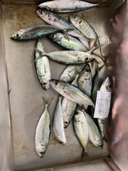 Selar crumenophthalmus