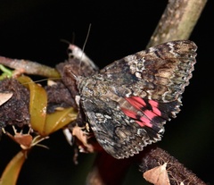 Catocala sponsa