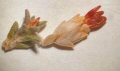 Erica penicilliformis