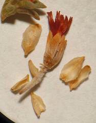 Erica penicilliformis