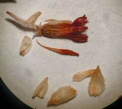 Erica penicilliformis