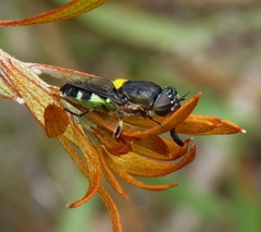 Odontomyia hunteri