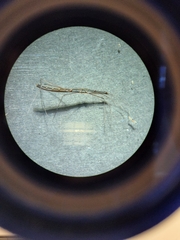 Hydrometra stagnorum