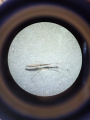 Hydrometra stagnorum