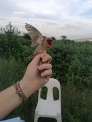 Quelea quelea lathamii