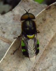 Odontomyia hunteri