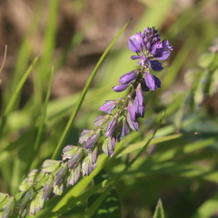 Polygala comosa