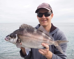 Latridopsis ciliaris