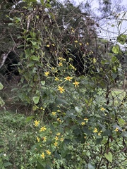 Senecio scandens