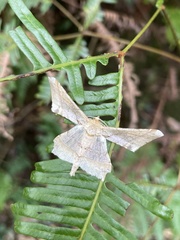 Krananda latimarginaria