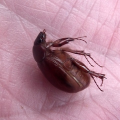 Melolonthinae