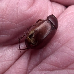 Melolonthinae