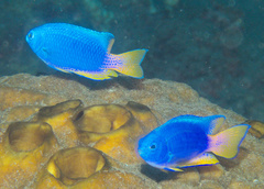 Pomacentrus coelestis