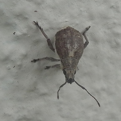 Sciobius
