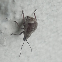Sciobius