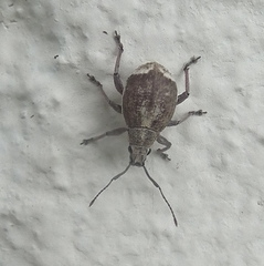Sciobius