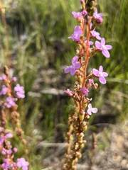 Stylidium armeria