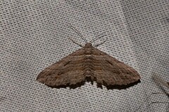 Chrysolarentia severata