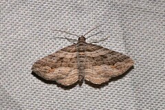 Chrysolarentia severata