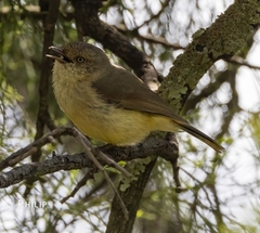 Acanthiza reguloides