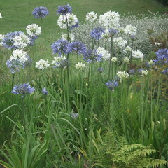 Agapanthus
