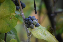 Neoprociphilus aceris