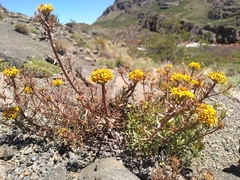 Quinchamalium chilense