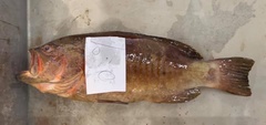 Gracila albomarginata