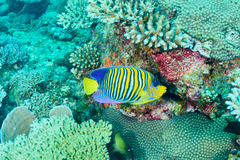Pygoplites diacanthus