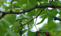 Philothamnus semivariegatus